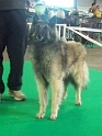 n°94 Chentyt des loups de la foret sacrée 5405